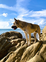 Fototapeta premium Dog stands on a rock on the sea