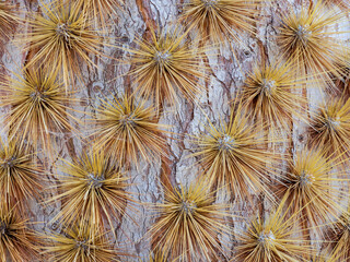 Detailaufnahme von Kaktus mit Stacheln