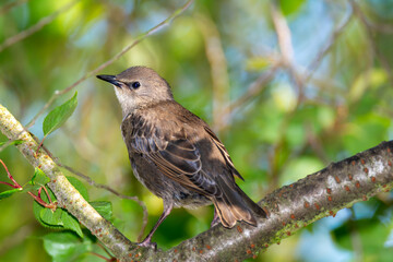 Young starling bird sitting on the branch of a tree
