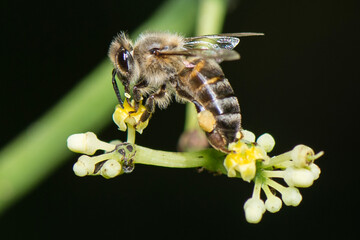 bee on a flower