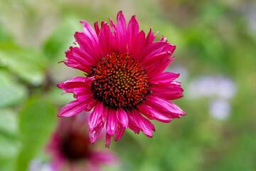 Pink flower blossom