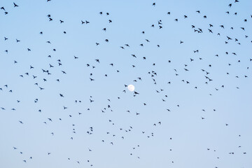 A large flock of rosy starlings with a full moon