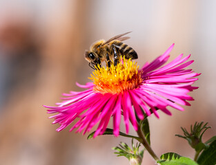 Bee collecting nectar at a pink aster blossom