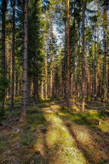 Fototapeta na wymiar Sweden Hiking Travel in the nordic Woods