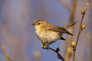 Curious European songbird Common chiffchaff, Phylloscopus collybita in early spring in Estonian forest.	
