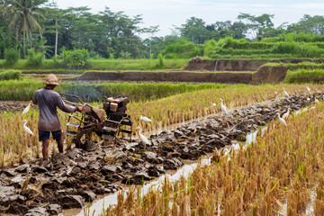 Indonesian farmer man ploughing by two-wheel tractor terraced rice field. Traditional rice...
