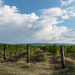 Fototapeta na wymiar Endless vineyards on the background of hills