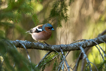 Male Common Chaffinch, Fringilla coelebs, looking around in a summery coniferous boreal forest of Estonian nature, Northern Europe.	