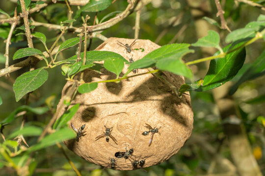 panal de avispas en el bosque.