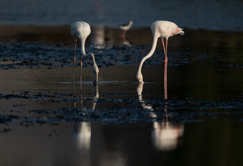 A pair of Greater Flamingos feeding at Tubli bay in the morning, Bahrain