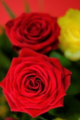 Rose Flower. Red Yellow Roses close-up on a  red background.  Roses Bouquet