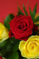 Rose Flower. Red Yellow Roses on a bright red background.  Roses Bouquet