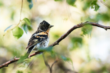 Male Brambling, Fringilla montifringilla perched on a Birch branch during summer breeding season near Kuusamo, in taiga forest, in Finnish nature.	