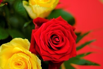 Rose Flower. Red Yellow Roses close-up on a bright red background.  Roses Bouquet