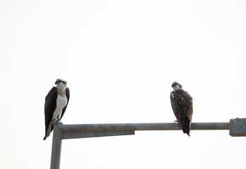 A pair of Osprey perched on lamp post at Hawar island of Bahrain