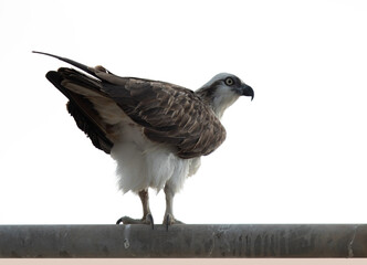Osprey perched on a lamp post at Hawar island of Bahrain