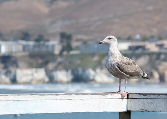 Möwe