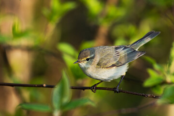 Small and curious European songbird Common chiffchaff, Phylloscopus collybita in a springtime Estonian forest.	