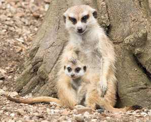meerkat and juvenile