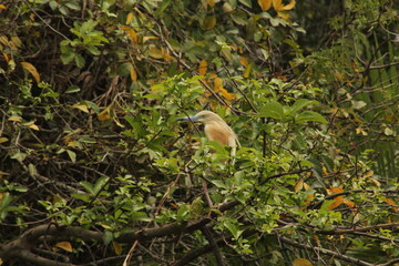 Bird in Akagera, Rwanda
