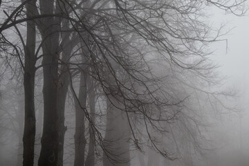 Alberi nel bosco con la nebbia