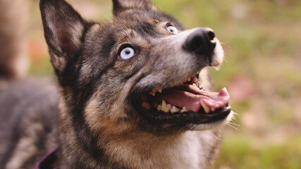 Portrait of dog, west siberian laika with light blue eyes and dark hair. High quality photo