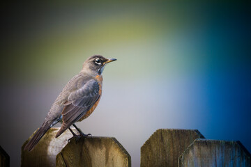 Pretty bird sits on wooden fence