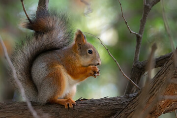 Naklejka na ściany i meble Squirrel in winter sits on a tree.