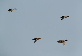 Mallard ducks flying at Tubli bay, Bahrain