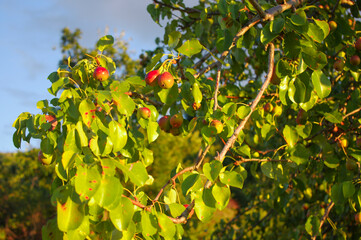 Fruits ripening on the branch and sunlight.