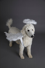 Hund, Pudel , als Engel mit Flügeln und Heiligenschein