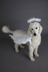 Hund, Pudel , als Engel mit Flügeln und Heiligenschein