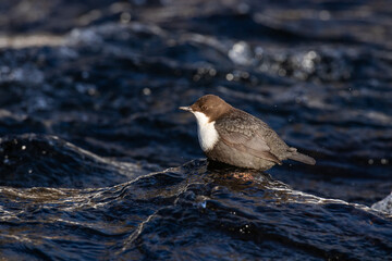 White-throated dipper, Cinclus cinclus standing on a rock in a rapid river during a cold winter day near Kuusamo, Northern Finland.	