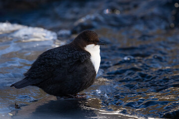 Close-up of White-throated dipper, Cinclus cinclus standing on a ice edge next to a rapid river during a cold winter day near Kuusamo, Northern Finland.	