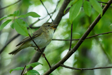 European songbird Willow warbler, Phylloscopus trochilus perched on branch and singing in Estonia, Northern Europe.	