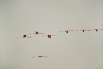 Greater Flamingos flying at Eker creek in the morning, Bahrain