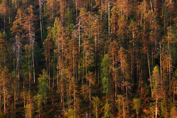 A beautiful summery taiga forest during a warm sunrise near Kuusamo, Northern Finland. 
