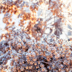 Hop plant's hops in frost. Close up.