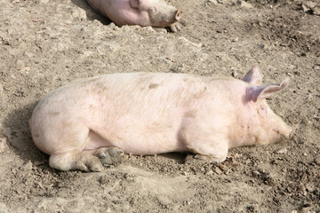 Big pig sleeping