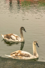Fototapeta premium swans in the river