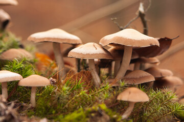 A group of mushrooms in the moss