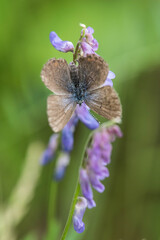 butterfly on flower