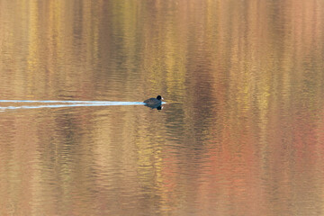Eurasian coot (Fulica atra) on the lake at fall - Lyon Miribel Jonage