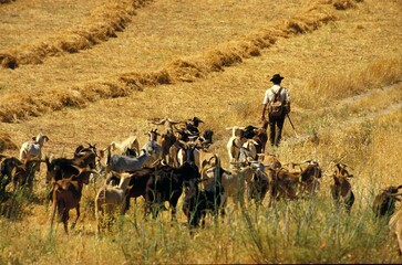 The shepherd and his goats, (el pastor y sus cabras) south of Europe