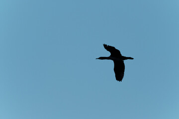 Fototapeta na wymiar Cormorant in flight