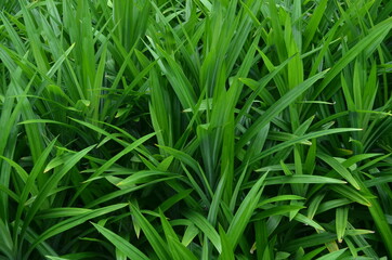 texture background of green pandan leaves