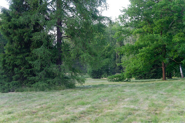 Lawn in front of the forest. Summer green grass, green trees.