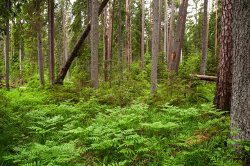 Green and lush summery old-growth boreal forest with lots of dead wood in Estonia, Northern Europe.	