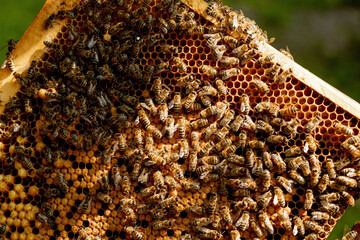 Honey Bee on honeycomb. Close-up of bees on honeycomb in apiary in the summer- selective focus, copy space