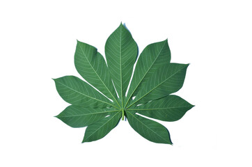 close up green cassava leaf isolated on white background